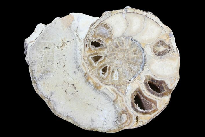 Cut/Polished Calycoceras Ammonite (Half) - Texas #93547